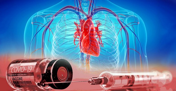 Les nanoparticules ARNm atteignent les organes vitaux et le coeur