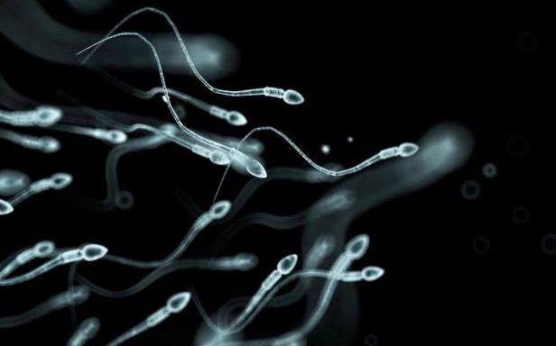 Les documents de Pfizer révèlent que l’injection anti-covid visait à endommager le système de reproduction humain