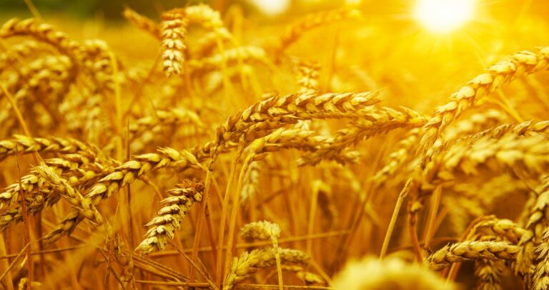 Le plan dystopique de Bill Gates et Rockefeller pour réguler l’alimentation mondiale avec la « Grande Transformation Alimentaire »