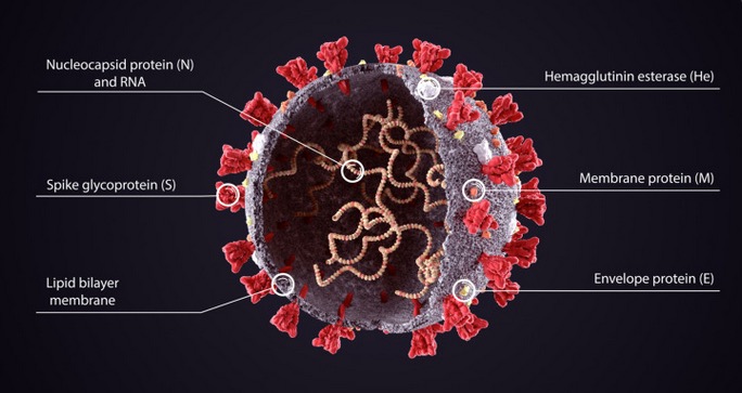 « Spikeopathie » : la protéine Spike du COVID-19 est pathogène, qu’elle provienne du virus ou du vaccin