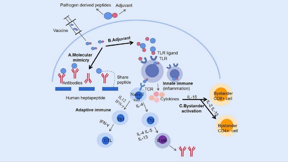 Aperçus sur l&rsquo;apparition de nouvelles maladies auto-immunes après la vaccination contre la COVID-19